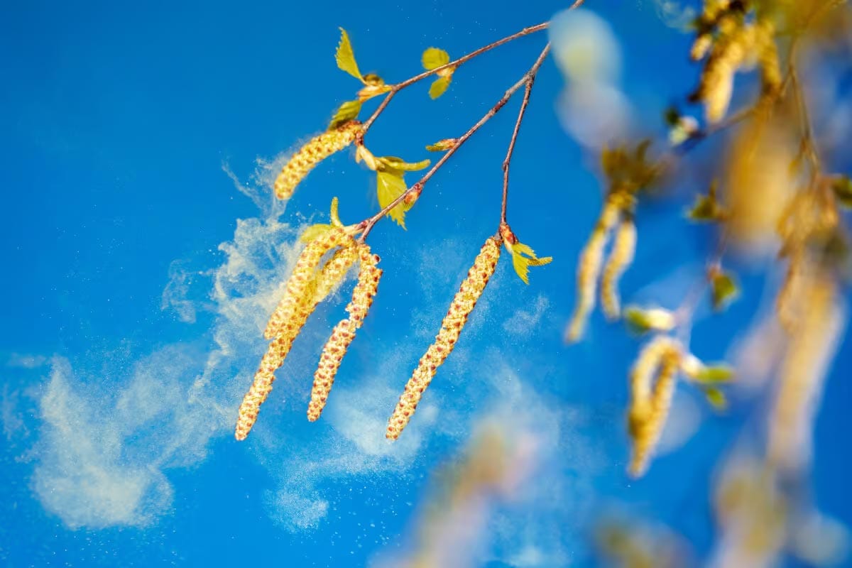 Je kihanje nova normalnost? Kako podnebne spremembe slabšajo alergije