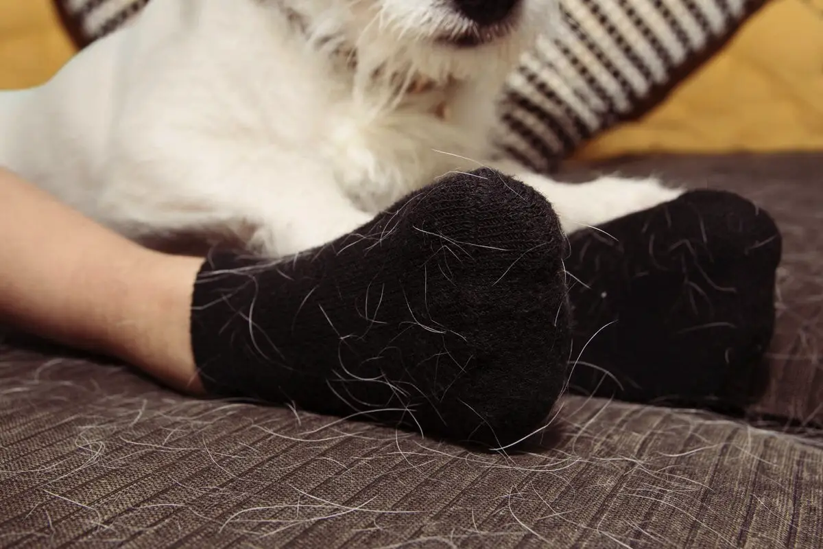 Kako se znebiti dlak hišnih ljubljenčkov: 7 praktičnih trikov za čist dom