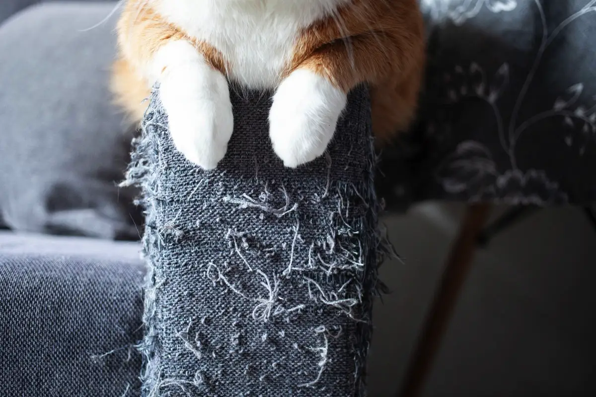 Kako odvaditi mačko od praskanja tapet in pohištva: Potrebujete le obojestranski lepilni trak