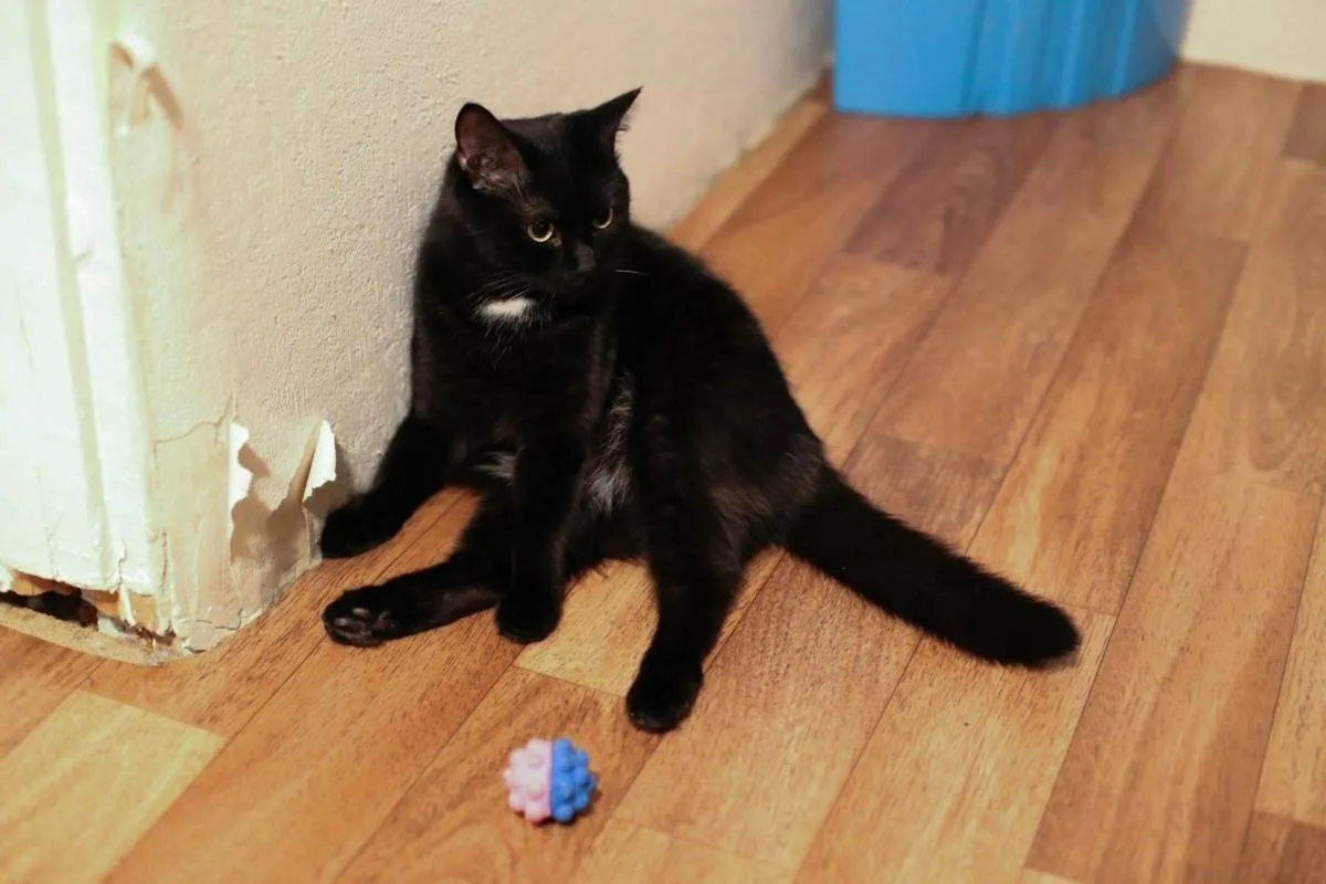 Kako odvaditi mačko od praskanja tapet in pohištva: Potrebujete le obojestranski lepilni trak