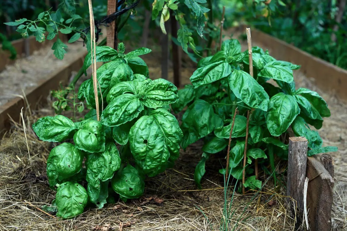 Katere aromatične rastline morate imeti v kuhinji: 5 zelišč za sveže sestavine skozi vse leto