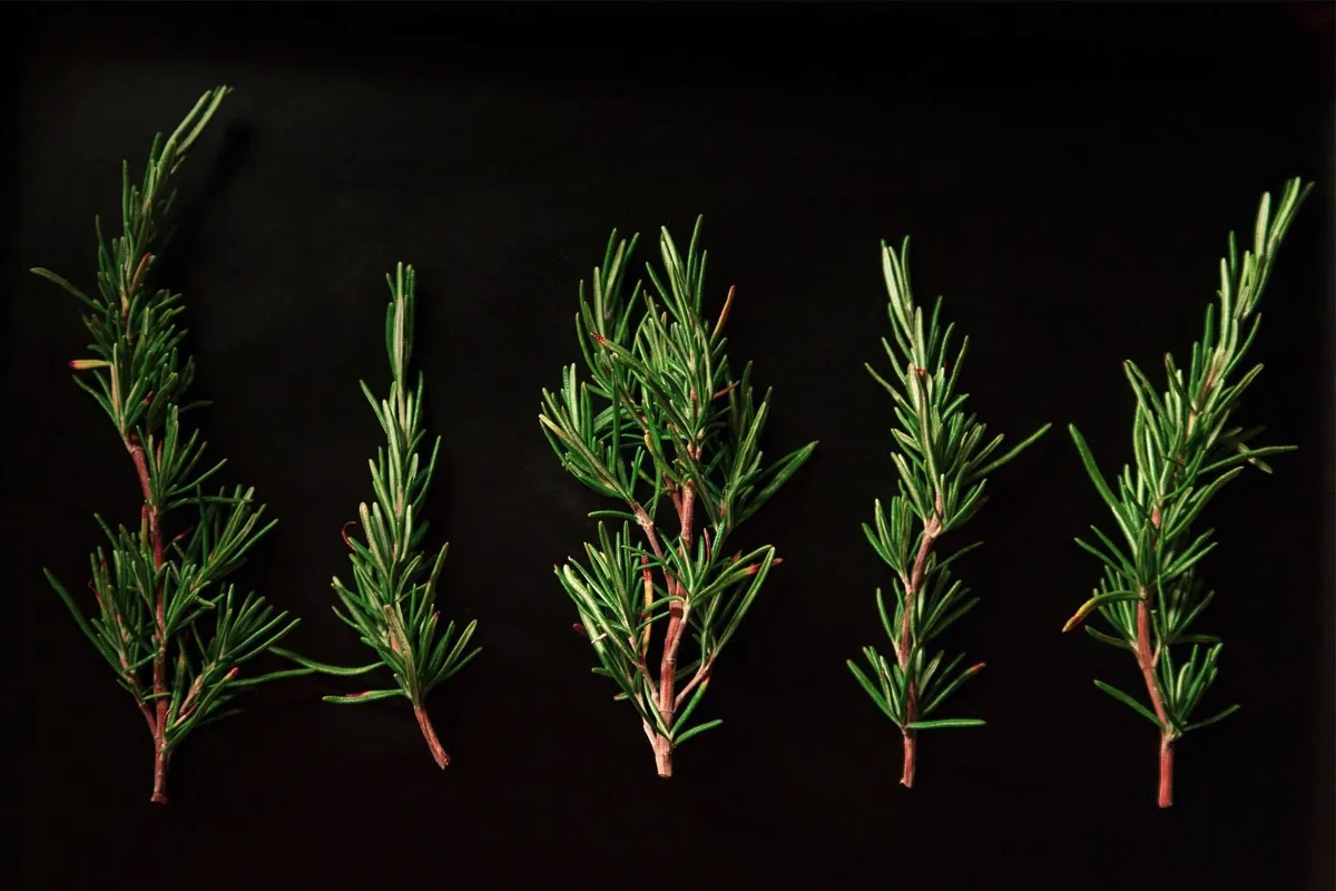 Katere aromatične rastline morate imeti v kuhinji: 5 zelišč za sveže sestavine skozi vse leto