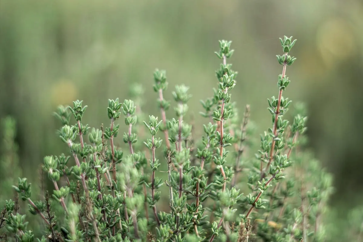 Katere aromatične rastline morate imeti v kuhinji: 5 zelišč za sveže sestavine skozi vse leto