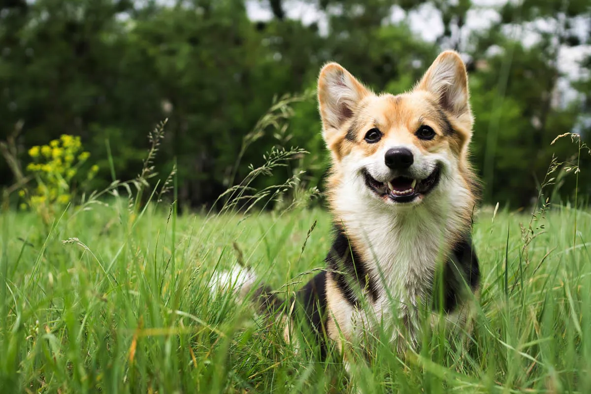 Kako zaščititi hišne ljubljenčke pred klopi: rastlina, ki jih odganja za vedno
