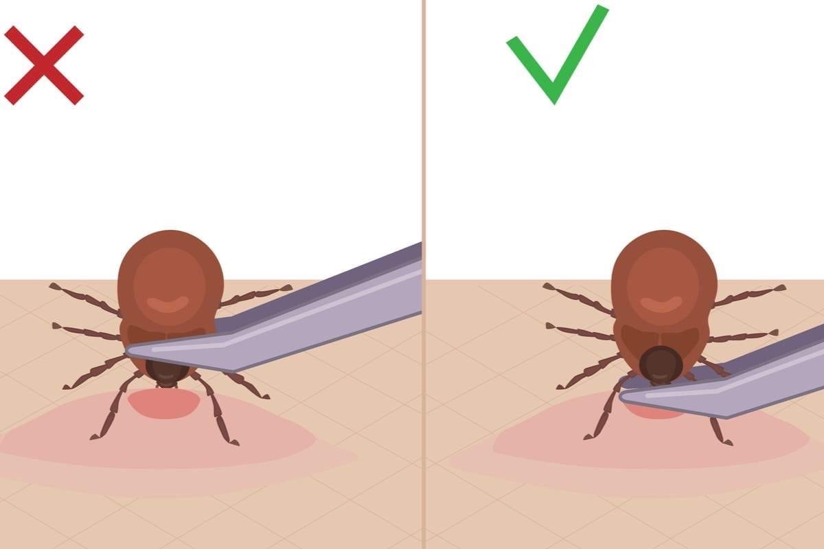 Klopi se vam ne bodo približali niti na meter: To storite pred odhodom na ulico v Sloveniji