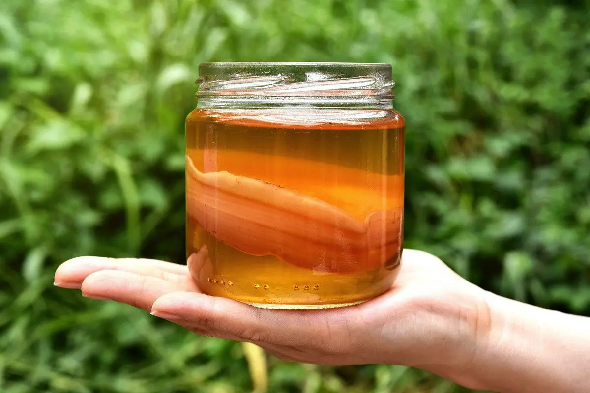 Kaj je kombuča ali čajna goba: koristi in tveganja napitka