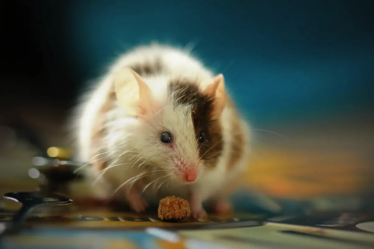 Kako lahko kreatin koristi vašim staršem: priljubljen dodatek bodybuilderjev z novimi prednostmi