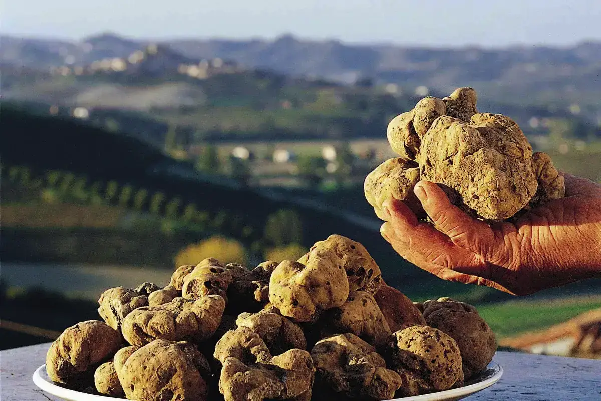 Najdražji gob v svetu: kje poskusiti tartuf in kakšne so njegove koristi