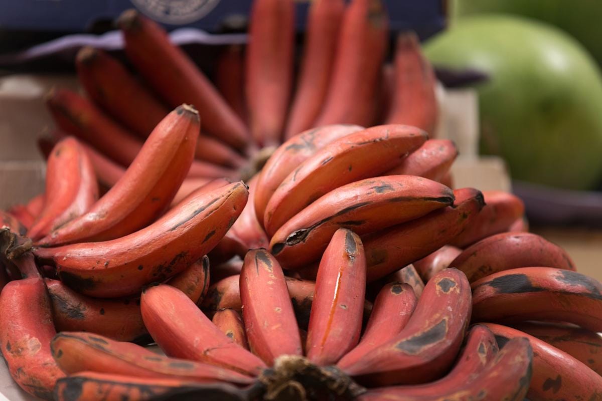 Znanstveniki ustvarjajo novo sorto banan in jih rešujejo pred izumrtjem