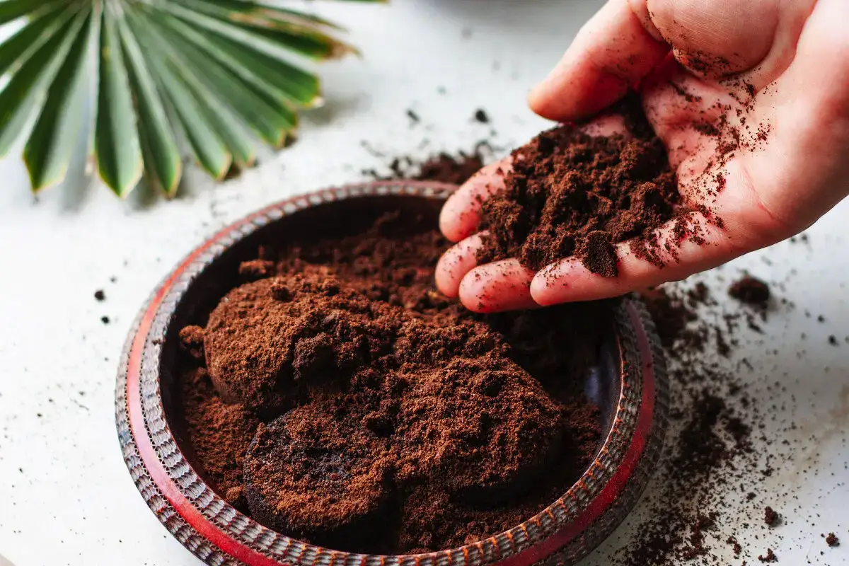 Ali lahko rastline gnojimo z odpadno kavo: vrtnarka razkriva vse skrivnosti