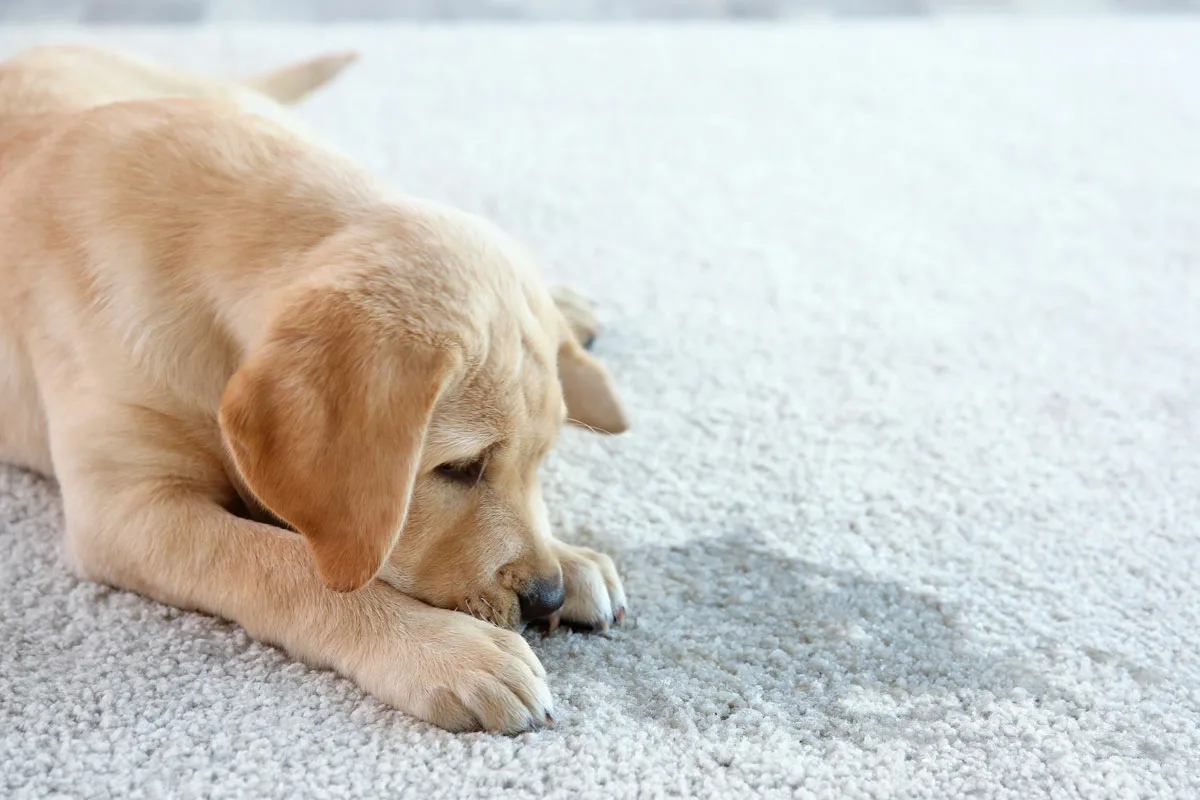 Zakaj pes lula od veselja, ko sreča lastnika: vzroki in rešitve