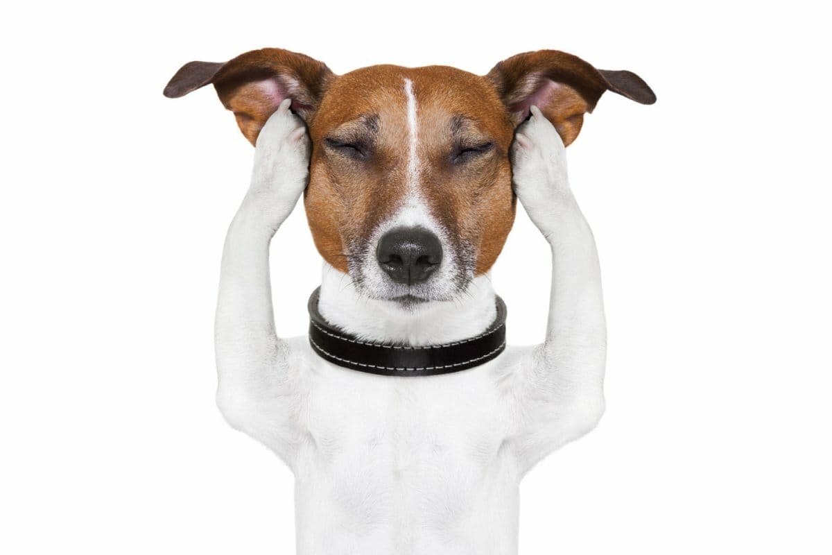 Zakaj pes lula od veselja, ko sreča lastnika: vzroki in rešitve