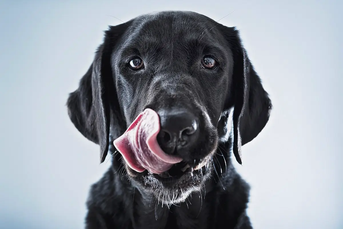 Zakaj pes nenehno liže gobec: 10 razlogov, od neškodljivih do zaskrbljujočih