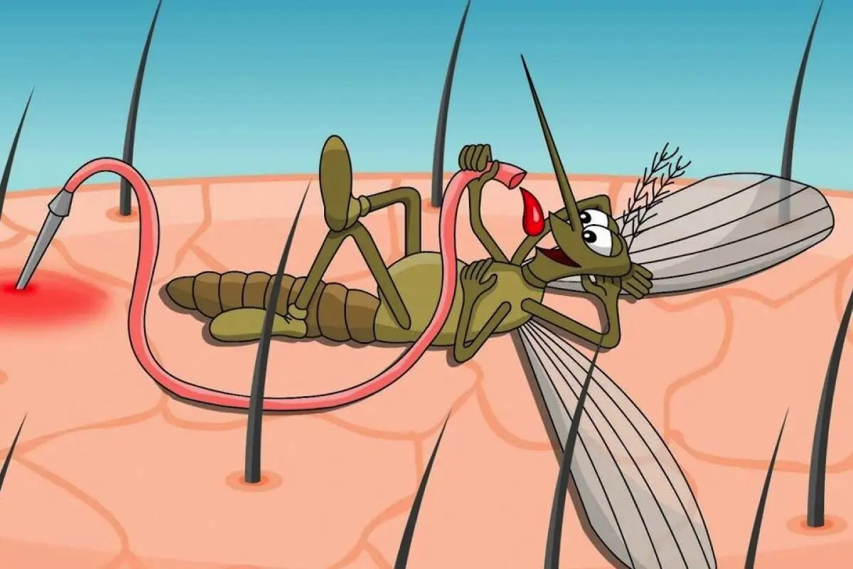 Kako se znebiti pika komarja in zdraviti srbenje: nasveti zdravnika