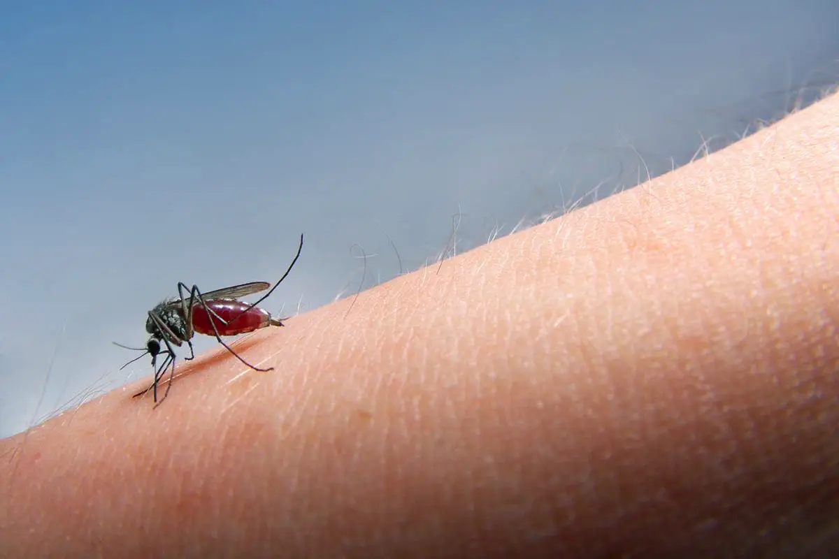 Kako se znebiti pika komarja in zdraviti srbenje: nasveti zdravnika