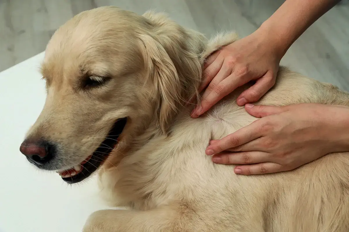 Kako pravilno pregledati psa za klope po sprehodu