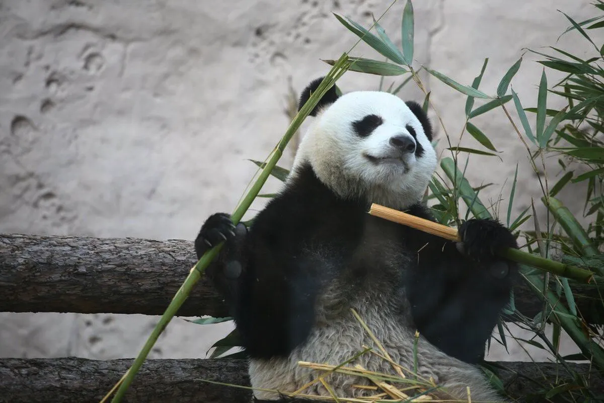 Zakaj panda ne je mesa? Molekule bambusa razkrivajo skrivnost njegove rastlinske prehrane