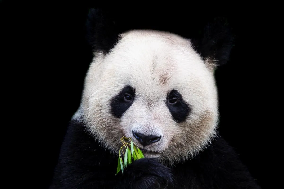 Zakaj panda ne je mesa? Molekule bambusa razkrivajo skrivnost njegove rastlinske prehrane