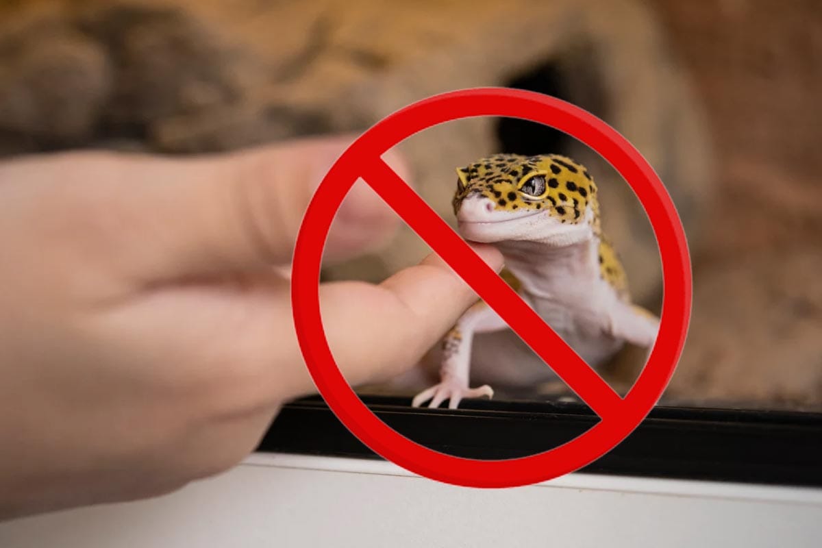 Poslovite se od kuščarjev: Nepreklicen način, da nikoli več ne vstopijo v vaš dom