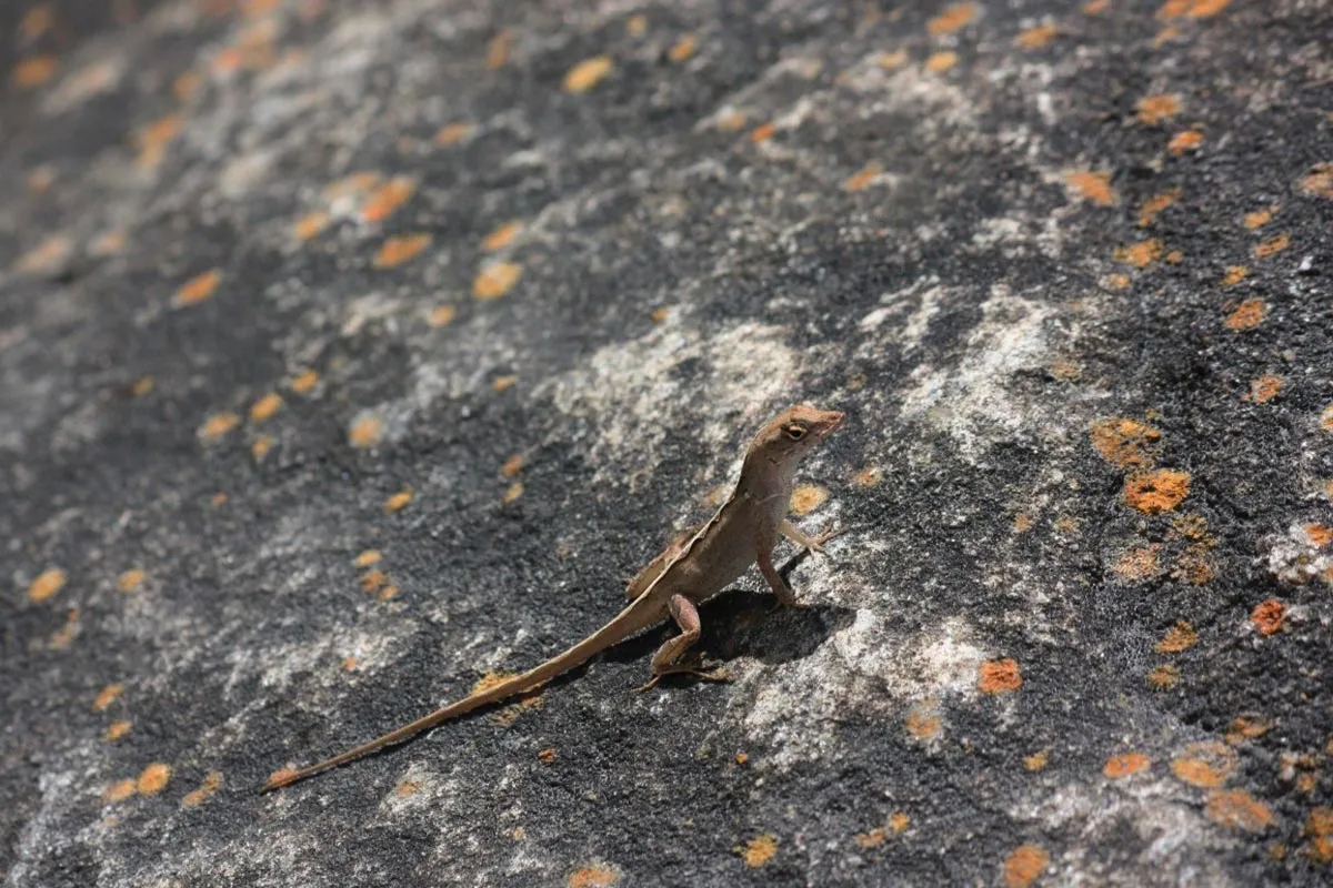 Poslovite se od kuščarjev: Nepreklicen način, da nikoli več ne vstopijo v vaš dom