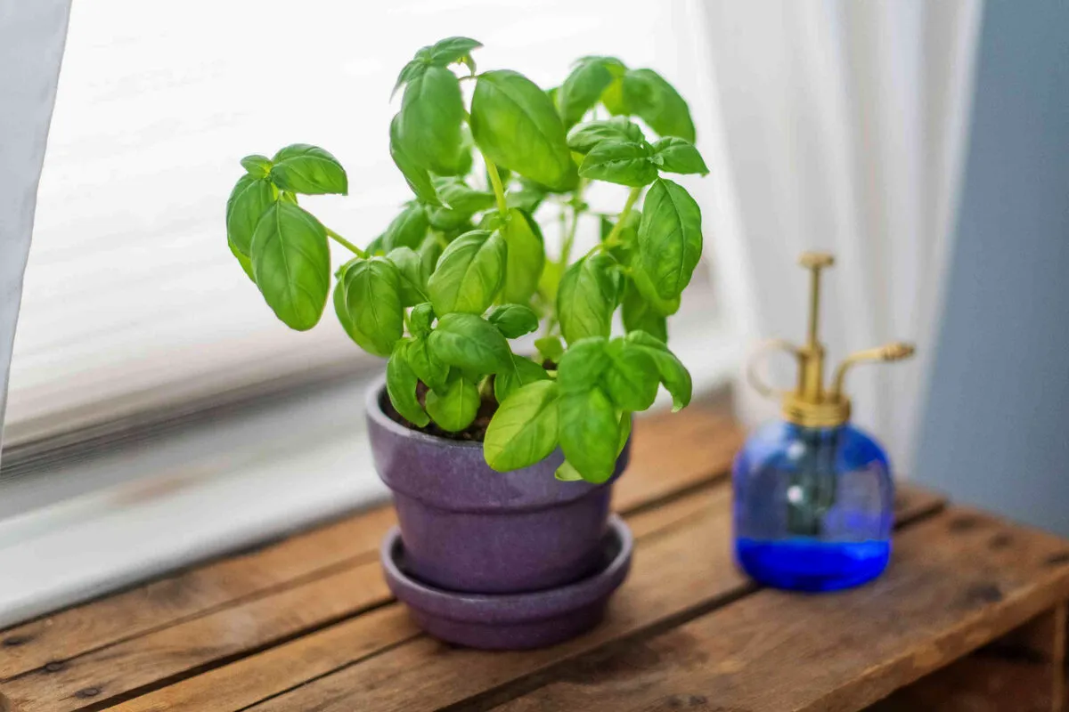 Muhe bodo preteklost, če na balkon postaviš to aromatično rastlino