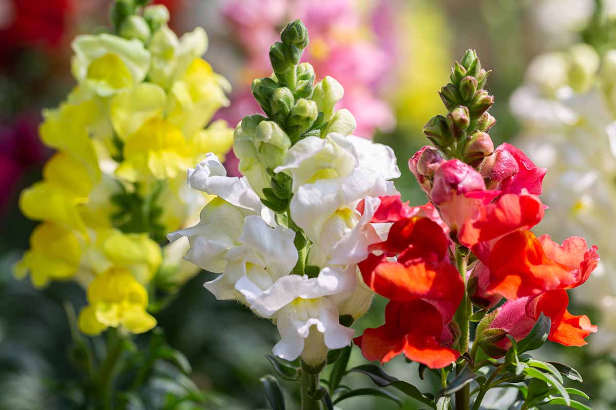 To je rastlina, ki jo morate posaditi aprila za cvetje vse leto in je idealna za okras dnevne sobe