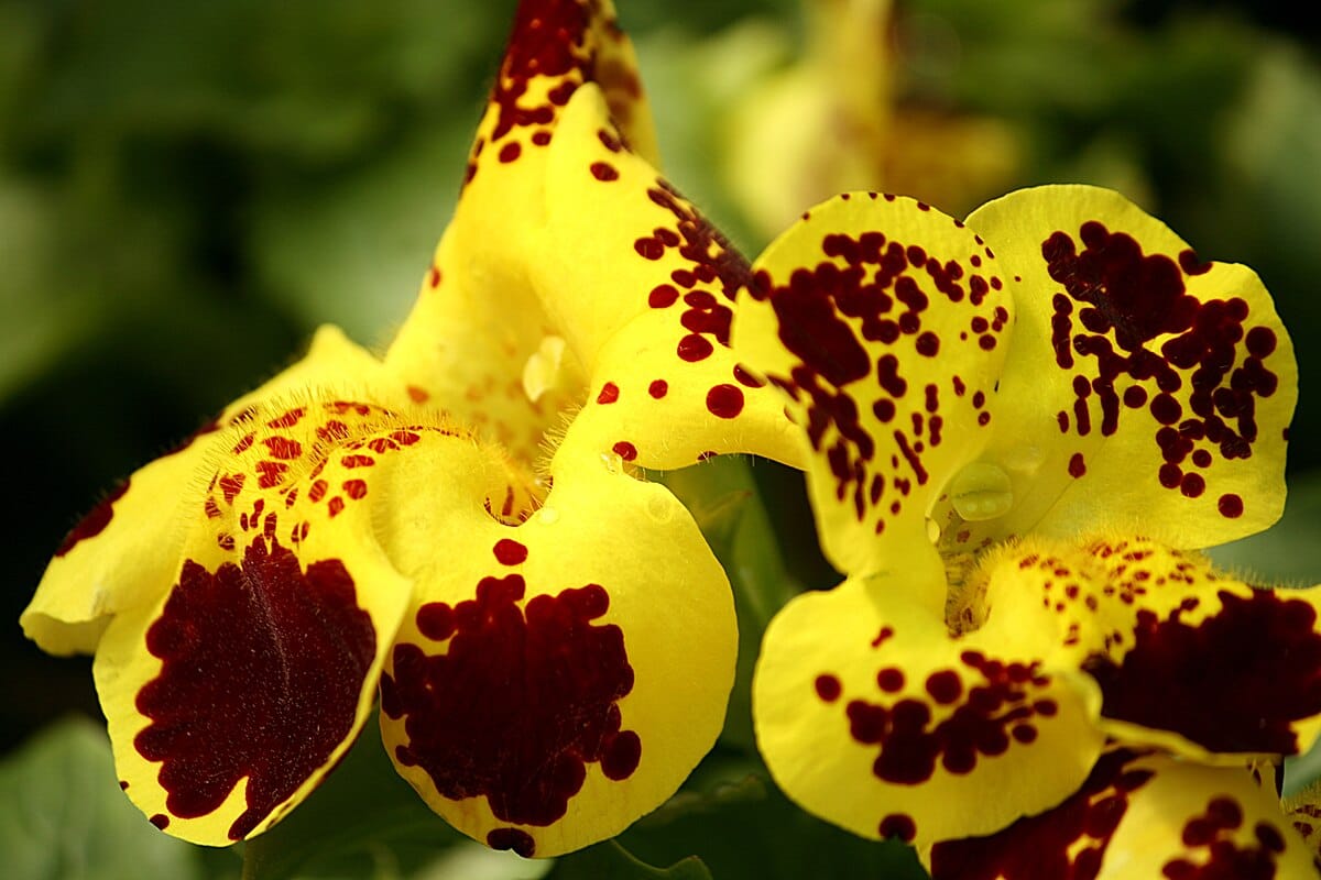 To je rastlina, ki jo morate posaditi aprila za cvetje vse leto in je idealna za okras dnevne sobe