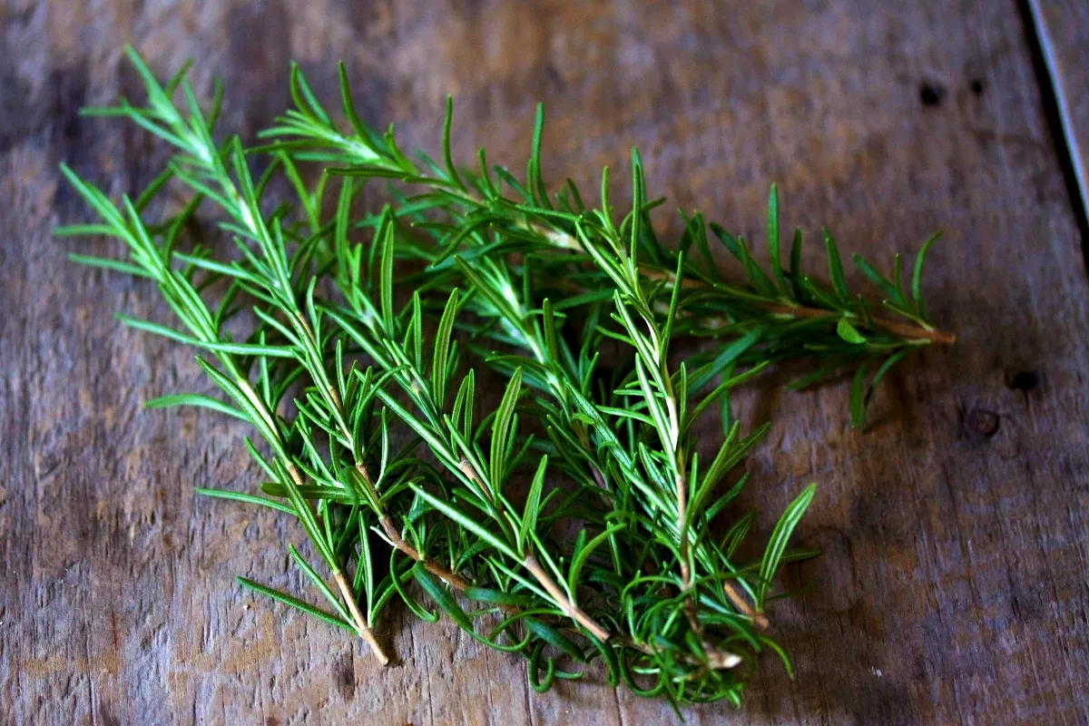 Zakaj priporočajo sežiganje nakupovalnih računov z rožmarinom in kakšen je močan učinek?