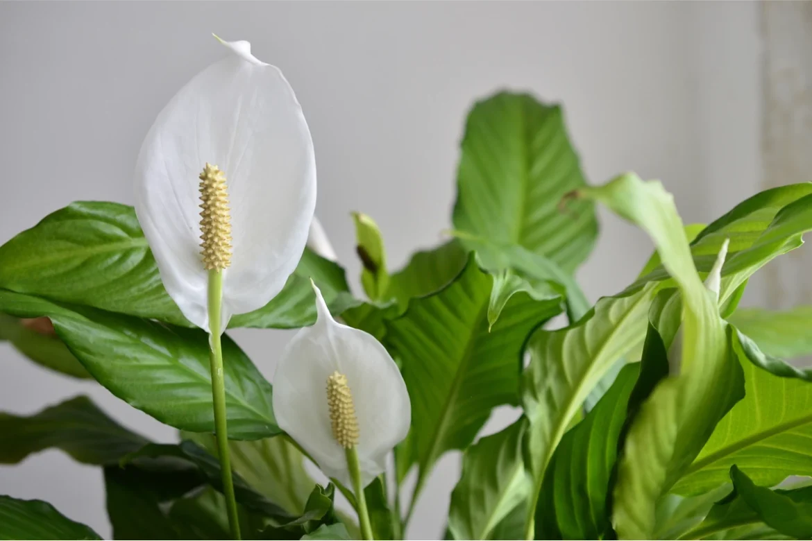 Žensko srečo lahko cveti vse leto: vrtnarka razkriva tri dostopna gnojila za spatifil