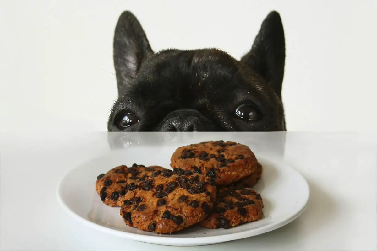 Spodbujanje pri šolanju psov: pogoste napake, zaradi katerih pes preneha ubogati