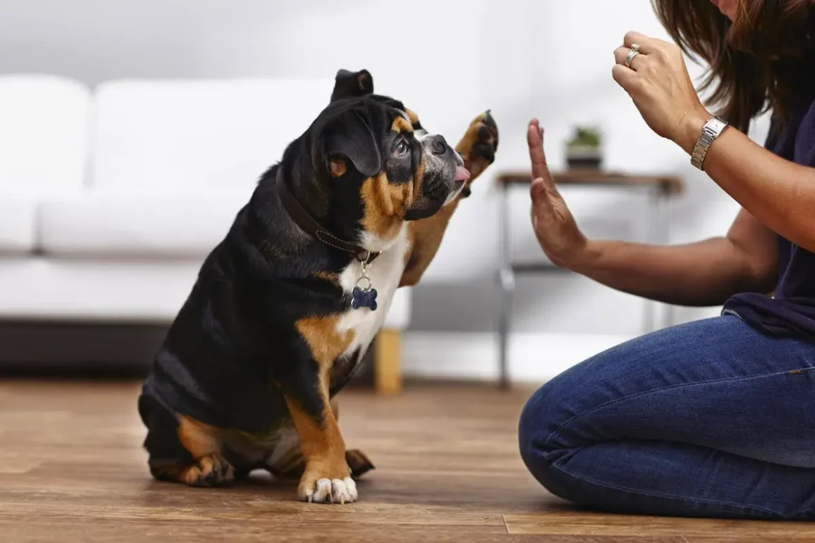 Spodbujanje pri šolanju psov3 Spodbujanje pri šolanju psov: pogoste napake, zaradi katerih pes preneha ubogati