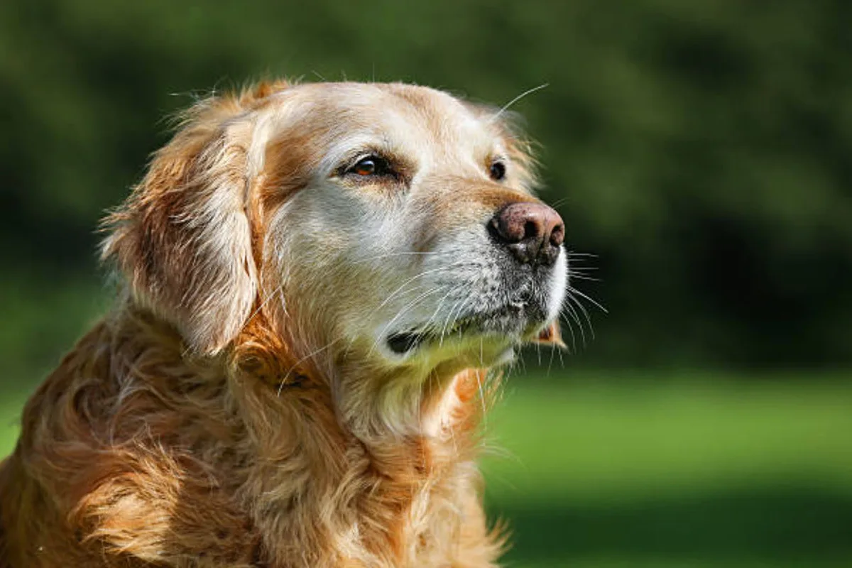 Kdaj se pes šteje za starega? Mnenje veterinarskih strokovnjakov