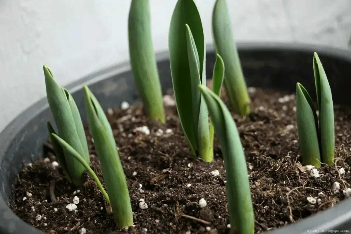 Ne prezrite tulipanov po cvetenju: Kako poskrbeti za čebulice, da bodo cveteli leta in leta