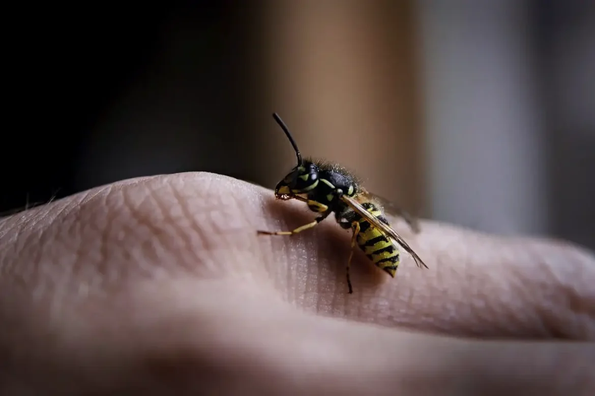 Ujed ose2 Ujed ose: pravila prve pomoči in 8 nasvetov, kako se mu izogniti