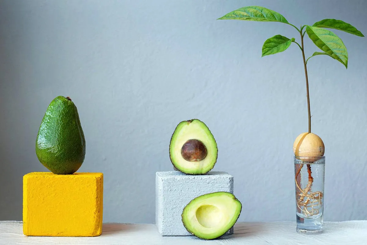 Kako vzgojiti svojo rastlino avokada iz koščice: preprost vodnik za začetnike