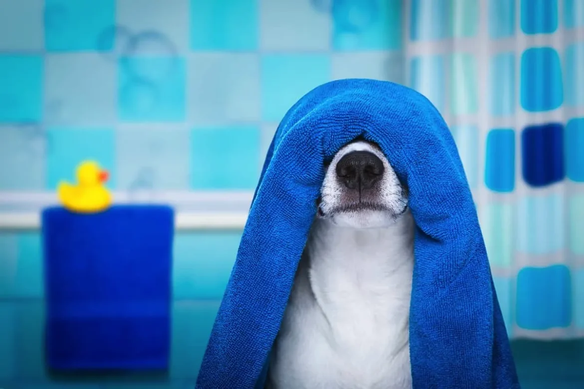 Zakaj kopati psa: 6 presenetljivih razlogov, za katere niste vedeli