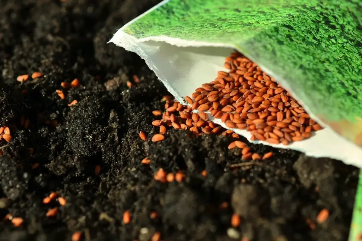 Ne le datum: Ali semena potečejo in kako ohraniti njihovo kakovost