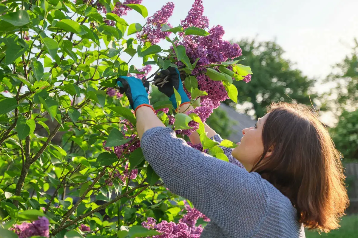 Kdaj in kako presaditi španski bezeg