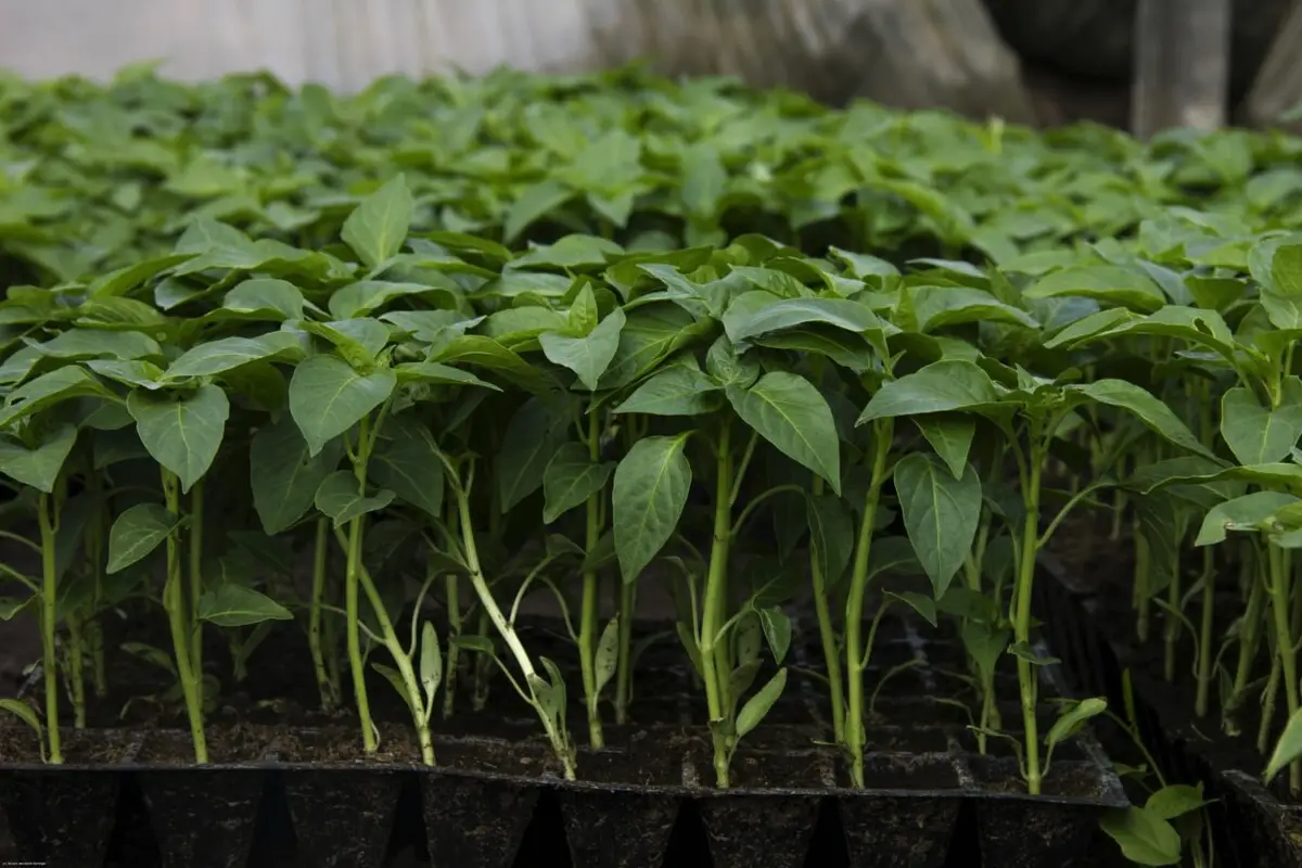 čebulne luske za sadike