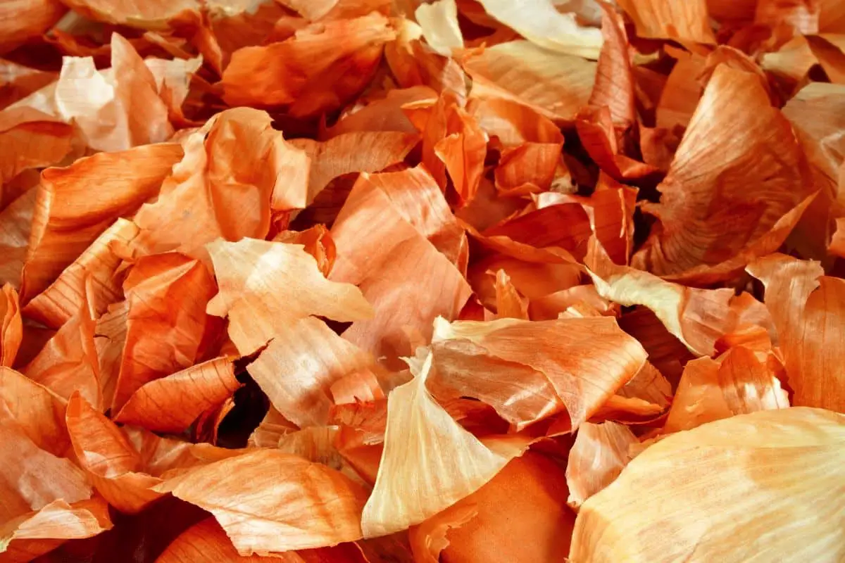 čebulne luske za sadike