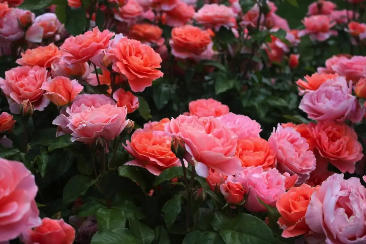 Ne le rože: Kako vzgojiti bujne in čudovite vrtnice – dragoceni nasveti vrtnarjev