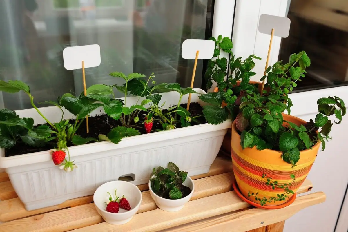 Kako gojiti jagode na okenski polici za letni pridelek