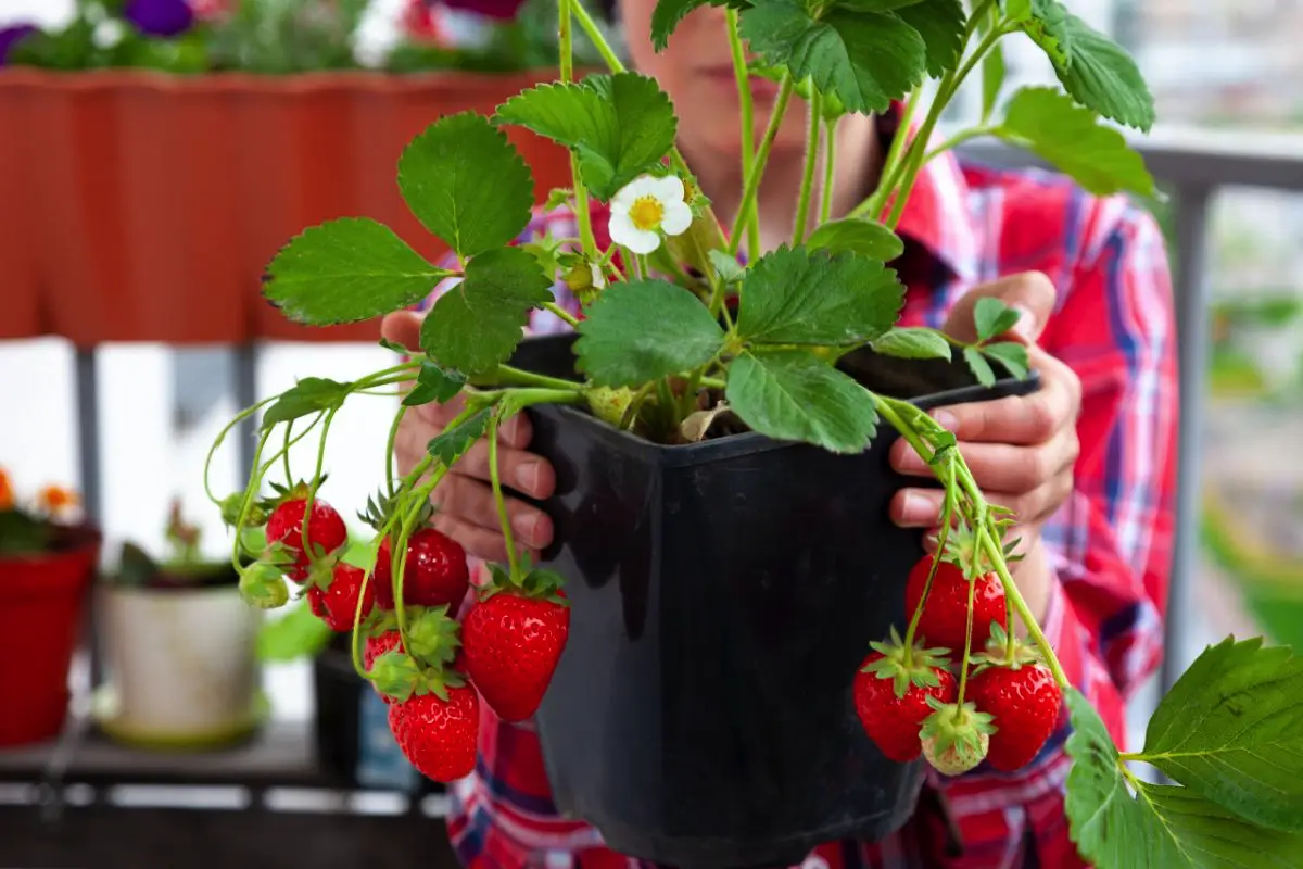 Kako gojiti jagode na okenski polici za letni pridelek