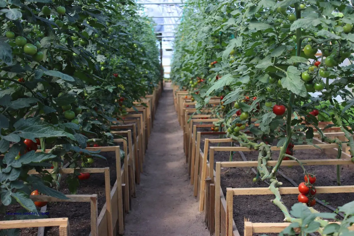 Ali lahko sadimo kumare in paradižnik skupaj: kaj morate vedeti