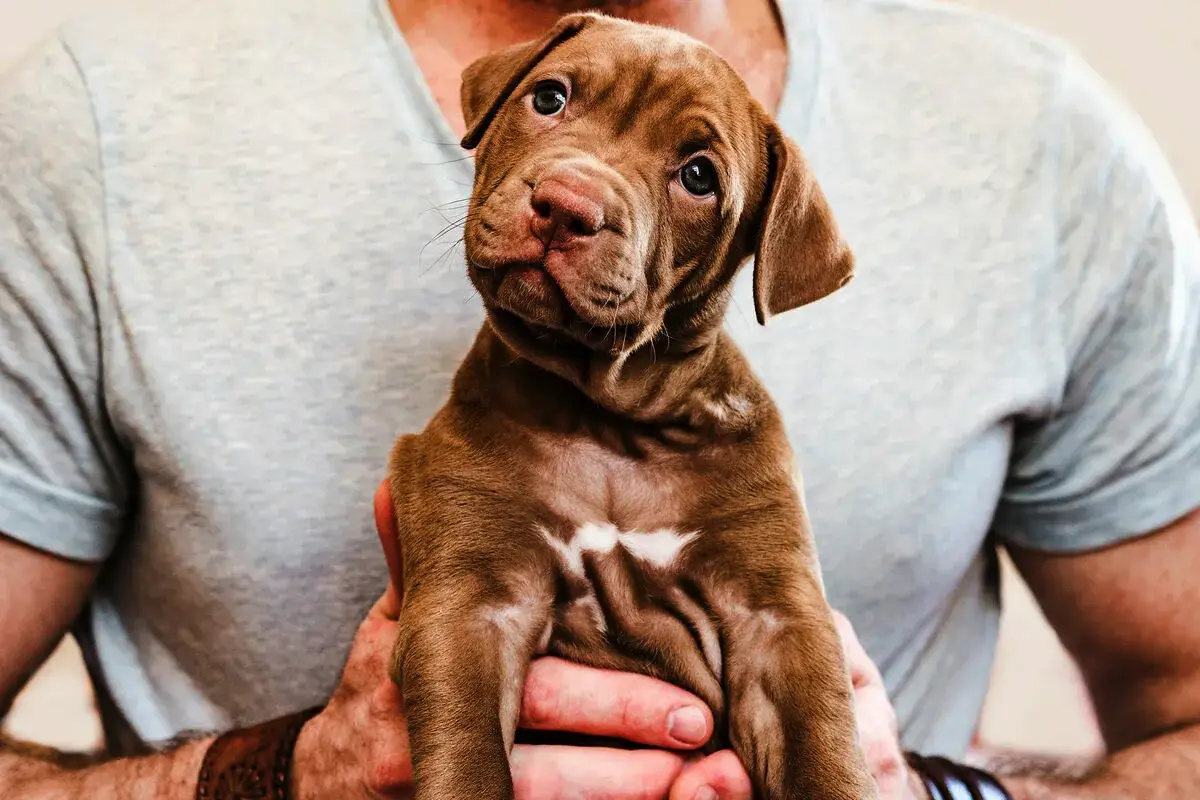 Kako izbrati popolnega kužka: 5 preprostih, a ključnih testov za bodoče lastnike psov