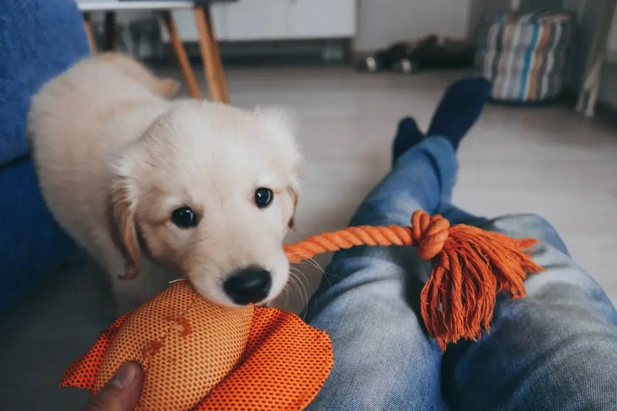 Kako izbrati popolnega kužka: 5 preprostih, a ključnih testov za bodoče lastnike psov