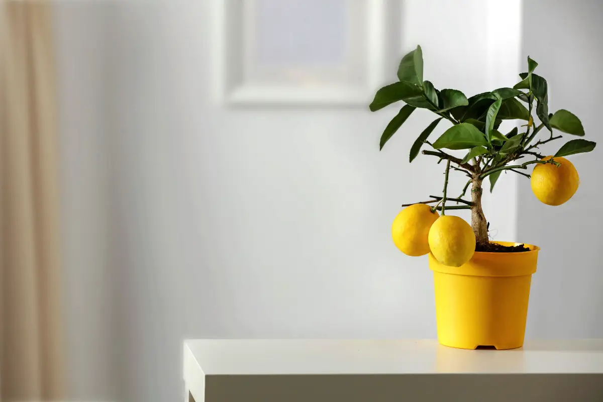 Kako v 4 tednih vzgojiti limonino drevo iz enega limona in papirnatih brisač