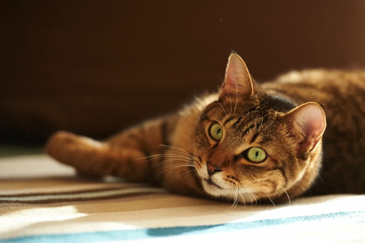 Malokdo ve: Kaj čutijo mačke, ko so same doma?