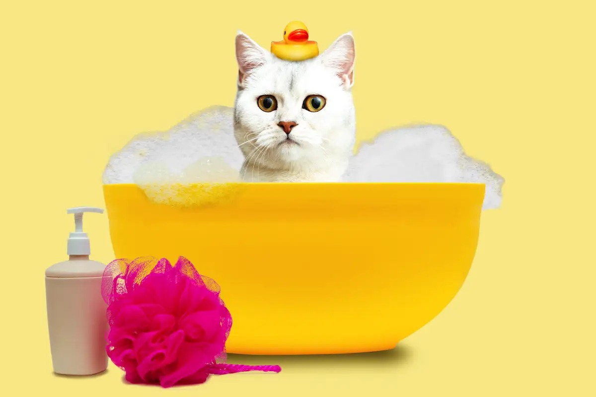 Kako okopati mačko: Nasveti za udobno kopanje vašega ljubljenčka