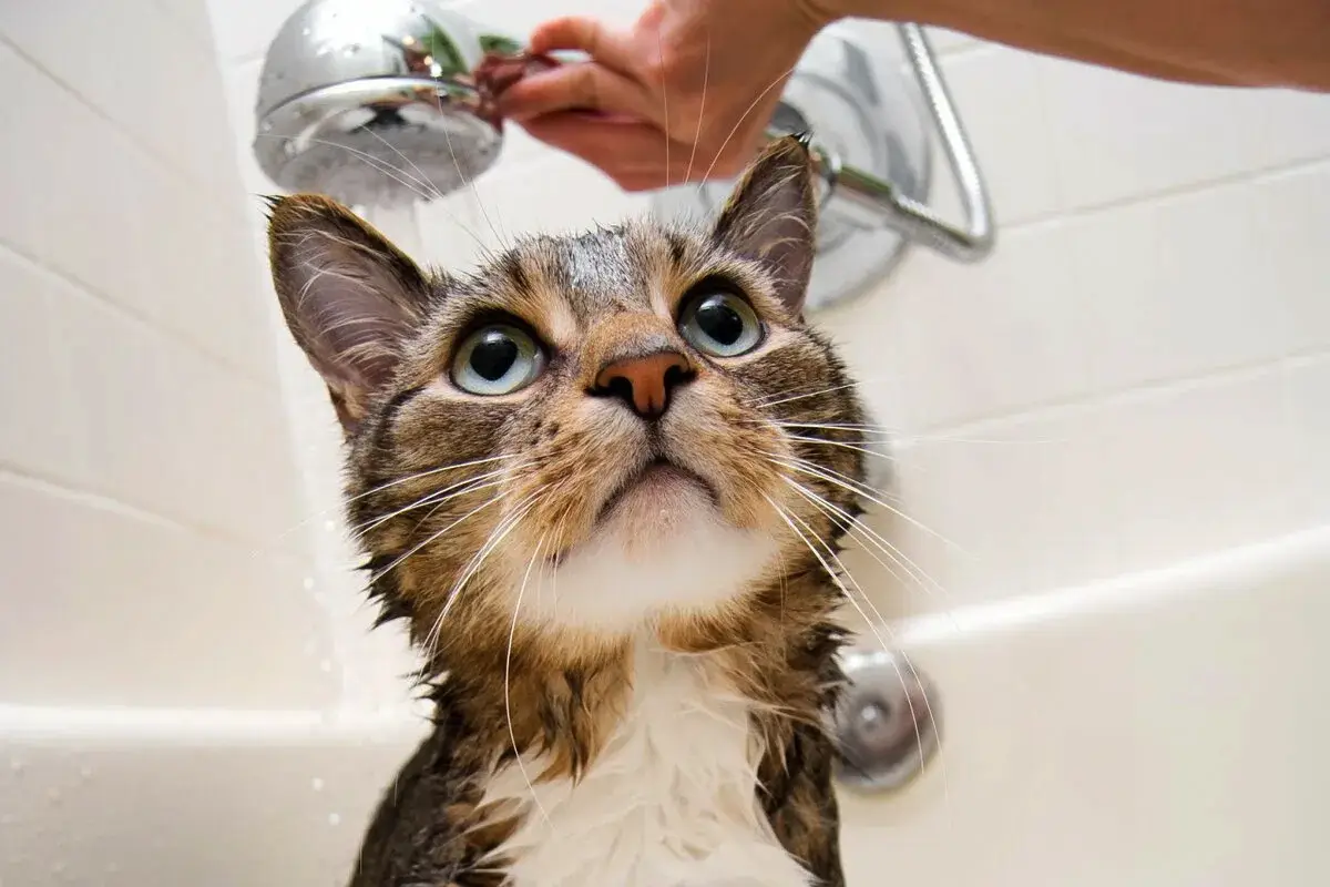 Kako okopati mačko: Nasveti za udobno kopanje vašega ljubljenčka